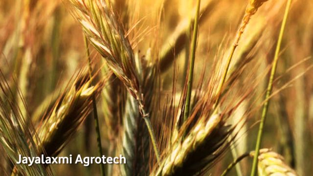 Jaya Laxmi Agrotech : Winner : Mobile for good award 2014 Jaya Laxmi Agrotech : Winner : Mobile for good award 2014