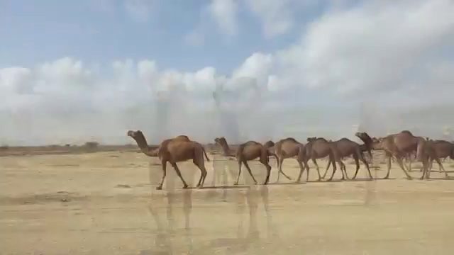 # 10 Learning conservation from tribals : 52 Parindey # 10 Learning conservation from tribals : 52 Parindey