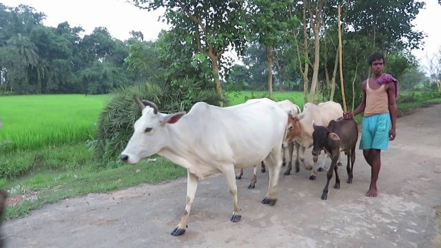 #40 Soil holds our past, present and future: 52 Parindey #40 Soil holds our past, present and future: 52 Parindey