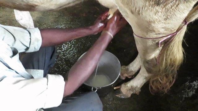 #36 Saving ourselves from an early apocalypse: 52 Parindey #36 Saving ourselves from an early apocalypse: 52 Parindey