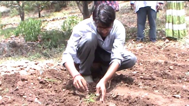 # 1 Banyan Roots : 52 Parindey # 1 Banyan Roots : 52 Parindey