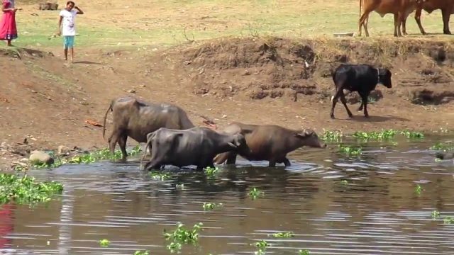 # 15 Rivers, veins of the nation : 52 Parindey # 15 Rivers, veins of the nation : 52 Parindey