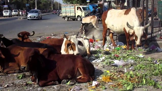 # 11 Towards a more organic lifestyle : 52 Parindey # 11 Towards a more organic lifestyle : 52 Parindey